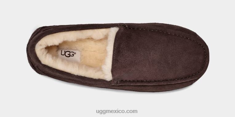 Café exprés 00NF1652 UGG hombres zapatilla ascot