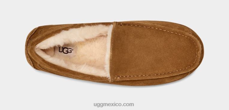 castaña 00NF1421 UGG hombres zapatilla ascot